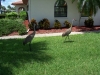 Cranes at Siesta Clubhouse